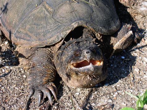 Florida Snapping Turtle: Identify And Avoid