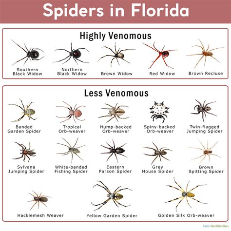 Florida Spiders Identified