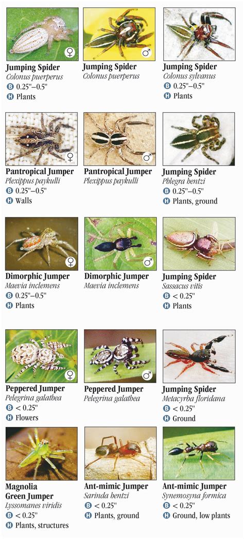 Florida Spiders: Identify Green Species