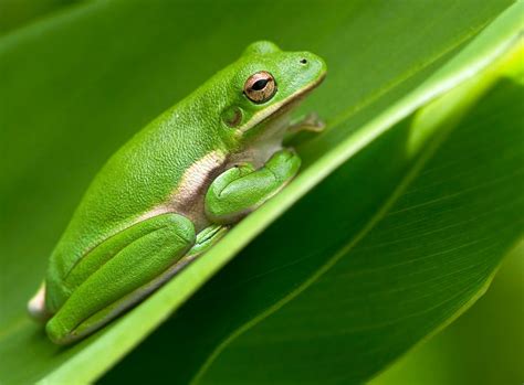 Florida Tree Frog Care: Expert Tips