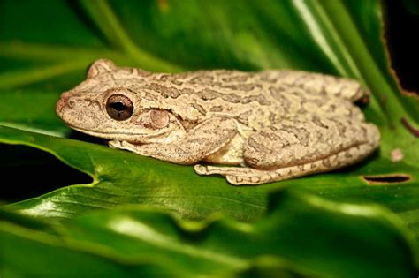 Florida Tree Frog