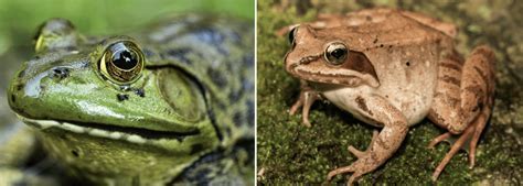 Florida Tree Frogs Guide: Habitat Secrets