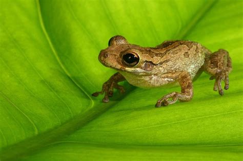 Florida Tree Frogs Learn How To Identify All Florida Frogs Kidadl