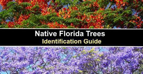 Florida Tree Id: Easily Recognize Native Trees