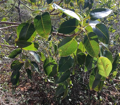 Florida Tree Identification: Know Your Species