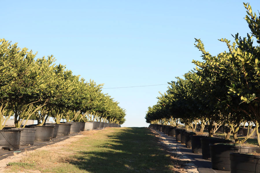 Florida Trees And Shrubs