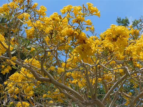 Florida Yellow Flower Tree