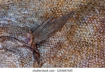 Flounder Fish Scales Texture Closeup Stock Image Image Of Body Color