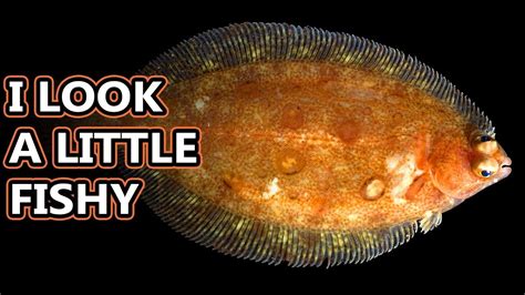 Flounder Flatfish Facts The One Sided Fish Animal Fact Files Youtube