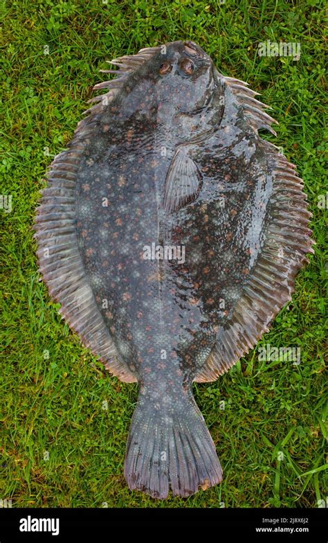 Flounder Scales Revealed: Facts Inside