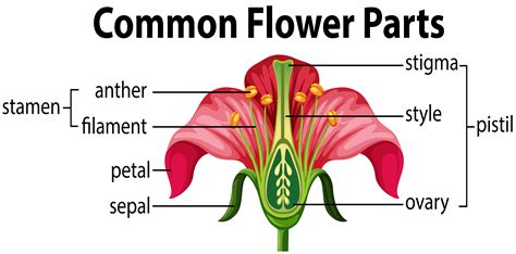 Flower Parts And Functions Diagram Flower Parts Functions Th