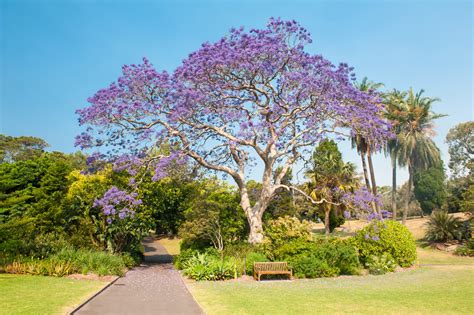 Flowering Trees Are Blooming In Florida