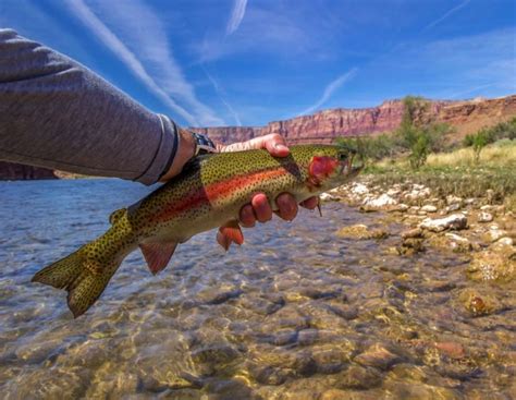 Fly Fishing Arizona An Angler S Guide Into Fly Fishing