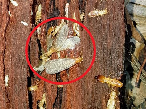 Flying Termites In Your Home Get Rid Of Winged Termites Now