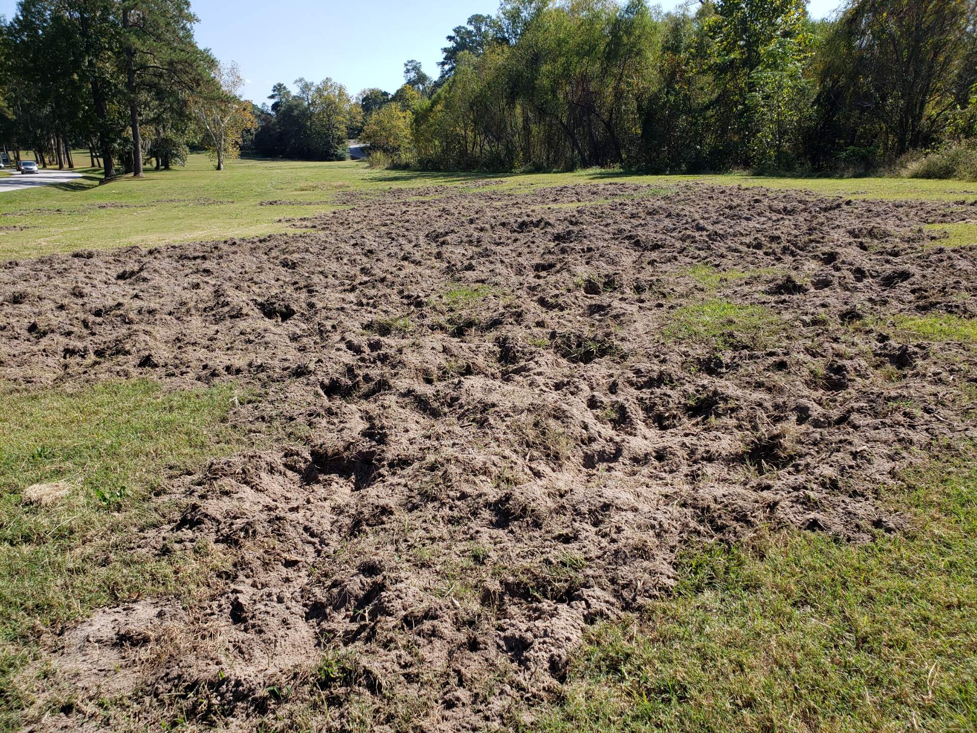 Fort Myers Wild Hog Control Feral Pig Control Wild Hog Trapping