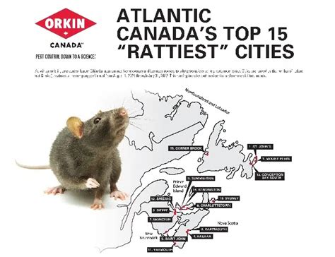 Four N B Cities Make Rattiest List In Atlantic Canada Country 94