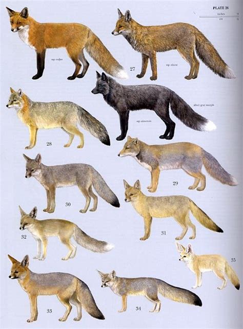 Fox Facts Types Classification Habitat Diet Adaptations