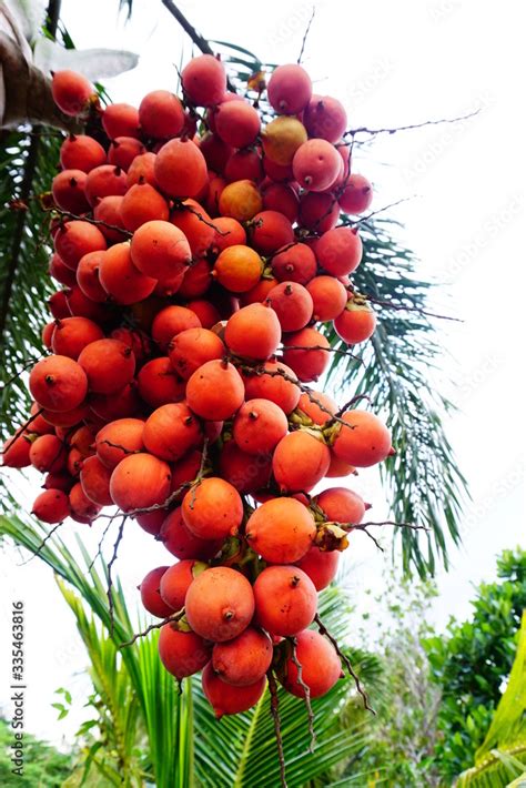 Foxtail Palm Fruit