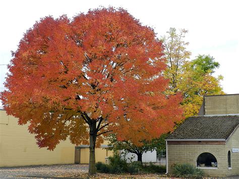 Fraxinus Americana Autumn Purple Landscape Plants Oregon State