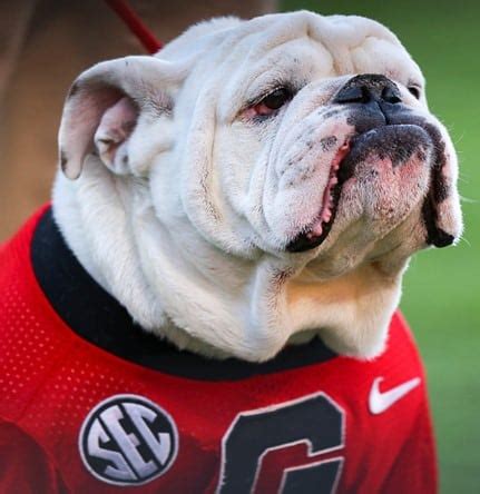 Free Live Streaming Guide Watch Uga Vs Ole Miss Free