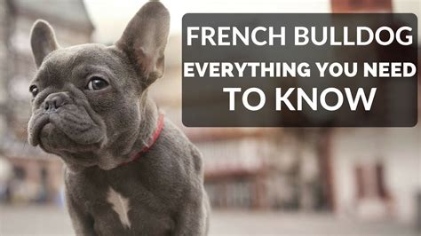 French Bulldog Parenting 101 Everything You Need To Know To Welcome A