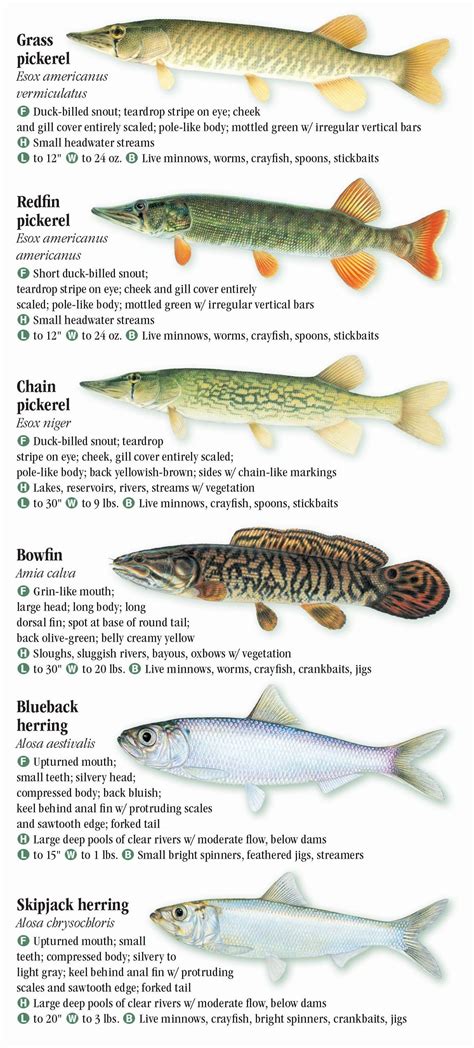 Freshwater Fishes Of Florida Quick Reference Publishing Retail