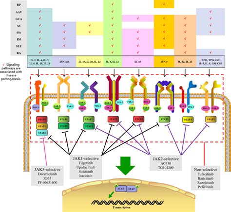 Frontiers An Overview Of Jak Stat Pathways And Jak Inhibition In