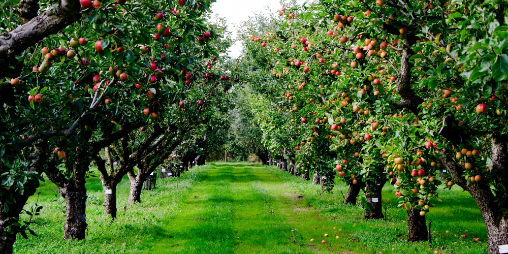 Fruit Trees In Florida: Grow Delicious Tropicals