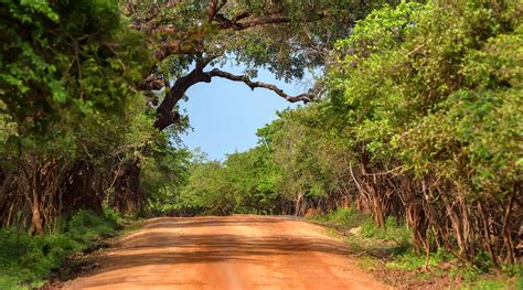 Full Guide To Yala National Park Sri Lanka Trip Ways