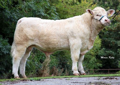 Fully Tested Charolais Bulls Icbf