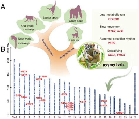 Functional Genomics Analysis Reveals The Evolutionary Adaptation And