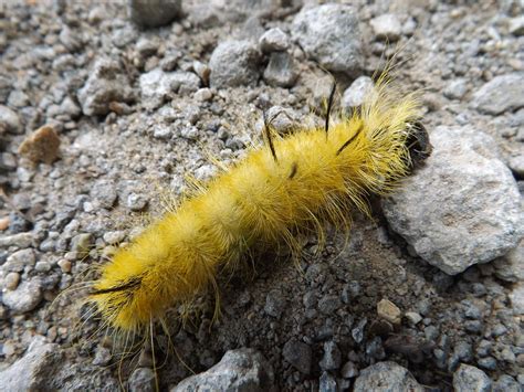 Fuzzy Yellow Caterpillar