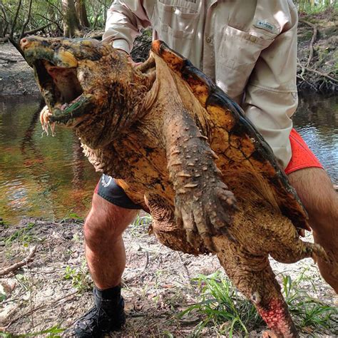 Fwc Documents 100Lb Alligator Snapping Turtle Florida Sportsman