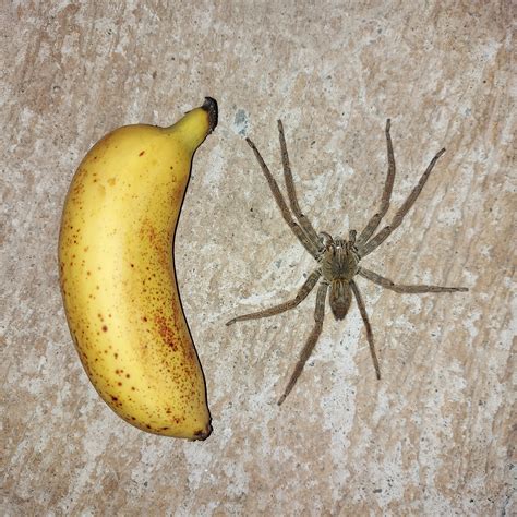 Gallery For Amp Gt Giant Banana Spider