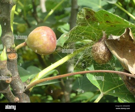 Garden Spider Argiope Aurantia Egg Sac Camouflaged In Fig Tree Stock