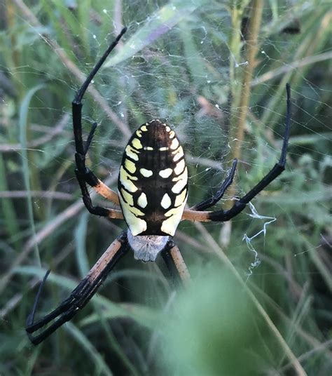 Garden Spider Black With White Spots Fasci Garden