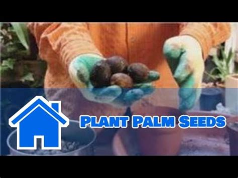 Gardening Help How To Plant Palm Seeds Youtube