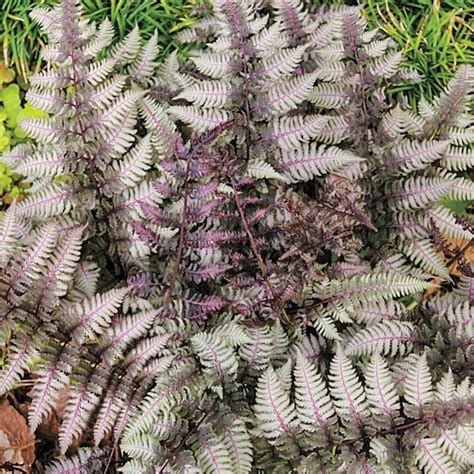 Gardens Alive 10 Oz Pack In Pot Burgundy Lace Japanese Painted Fern