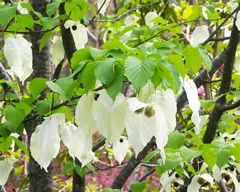 Gardensonline Davidia Involucrata