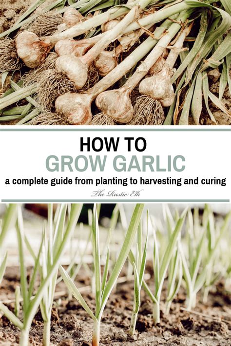 Garlic Growing Guide: Boost Harvest