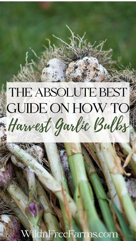 Garlic Growing Guide For Your Biggest Harvest Ever