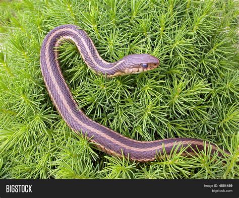 Garter Snake On Dwarf Alberta Image Photo Bigstock