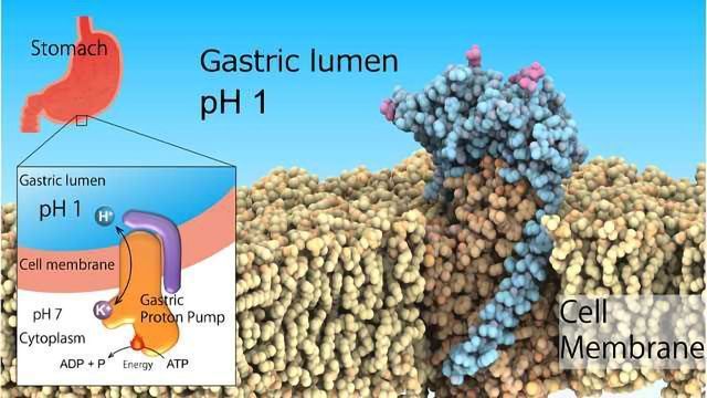 Gastric Proton Pump Structure Determined Technology Networks