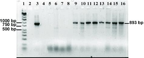 Gel Of Amplified Virus Specific Dna From Diaprepes Root Weevil Lanes