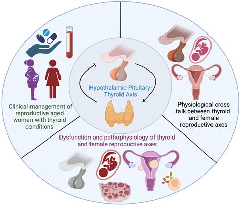 Gender Differences Uncovered Hormonal Effects On Hemorrhoid Conditions