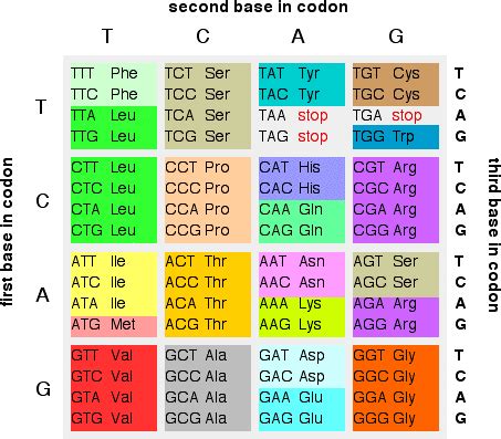 Genetic Sequence Guide: Decode Six Genes