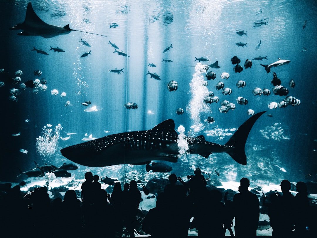 Georgia Aquarium Pictures Download Free Images On Unsplash