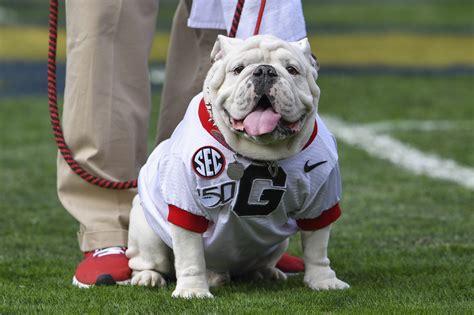 Georgia Bulldogs Football Mascots Uga