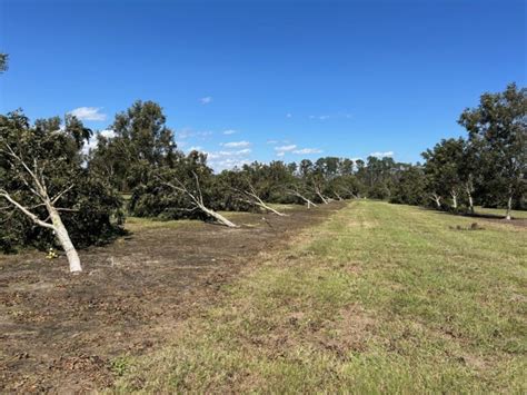 Georgia Hurricane Helene Damage Trees Vegetable Growers News