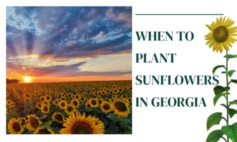 Georgia Sunflower Guide: Plant For Success